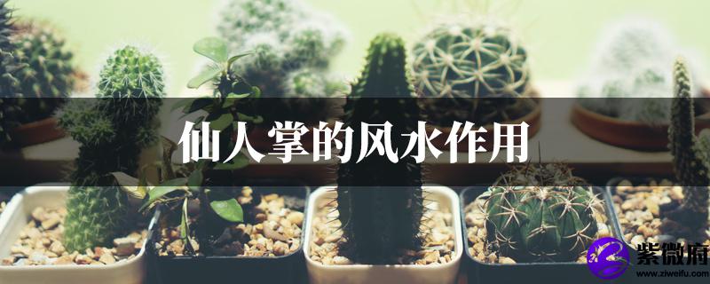 仙人掌的风水作用