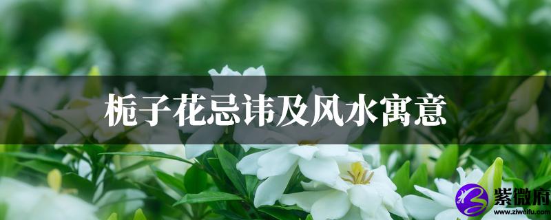 栀子花忌讳及风水寓意