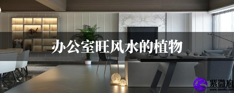办公室旺风水的植物