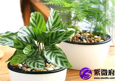 办公室旺风水的植物