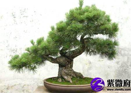 办公室旺风水的植物